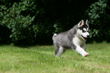 Jeune Husky tricolore filant dans le parc