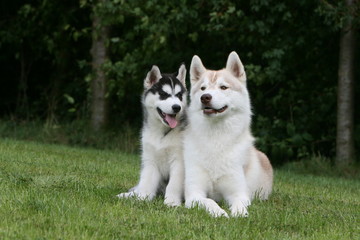 Complicité entre un chiot Husky et sa mère sur l'herbe
