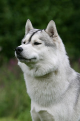 Fototapeta premium Portrait du bel Husky attentif fixant l'horizon