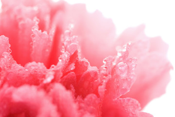 macro of wet carnation