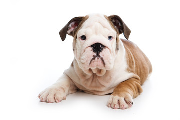 Bulldog puppy on white background