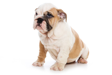 Obraz premium Bulldog puppy on white background