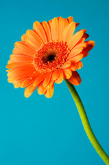 Orange Gerber Daisy