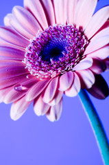 Obraz premium Pink Gerber Daisy