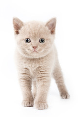 Obraz premium British kitten on white background