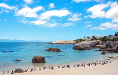 Pingouins à Boulders Beach. Afrique du Sud.
