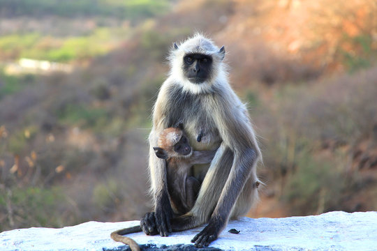 Singe Vervet et son petit dans la nature