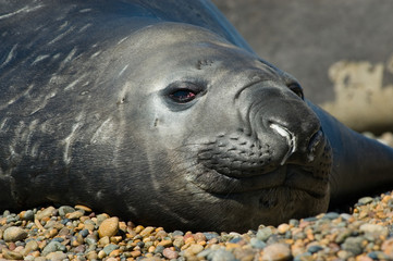 Obraz premium Elephant seal in Peninsula Valdes, Patagonia.