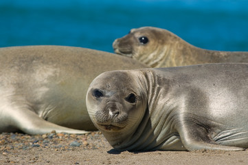 Elephant seal in Peninsula Valdes, Patagonia.