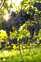 Purple grapes