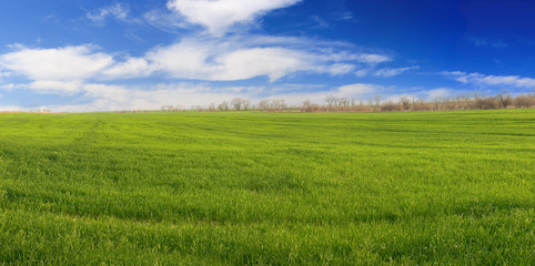 Obraz premium Meadow