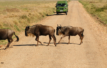 The wildebeest (gnu) - African antelope.