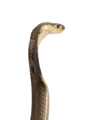 Fototapeta premium cobra