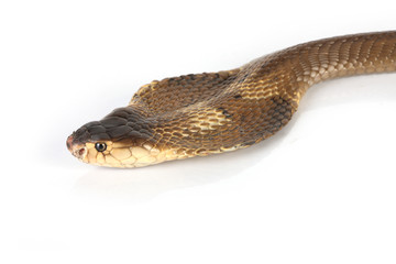 King Cobra