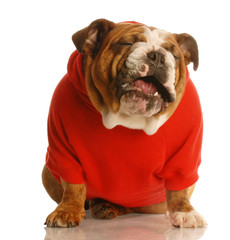 bulldog in sweater making funny face