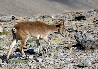 Cabra montes