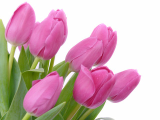 Tülpen,BLÜMENHINTERGRUND