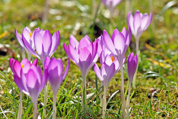 Krokusse im Gegenlicht