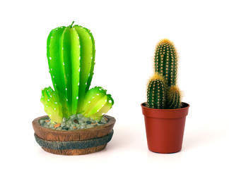 Artificial and natural cacti