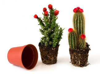 Potted cacti with flowers
