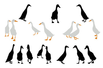 indian runner ducks collection for designers - 12512371