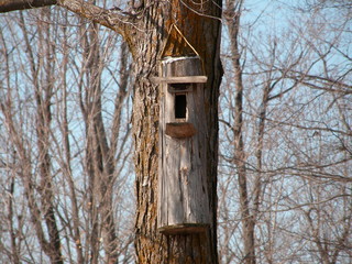 cabane à oiseau caméléon