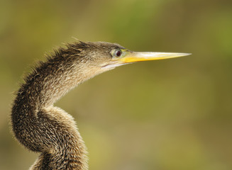 Snake Bird - Anhinga