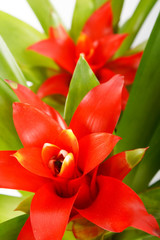 Naklejka premium beautiful flower