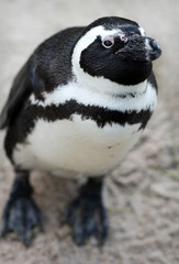 Fototapeta premium Brillenpinguin