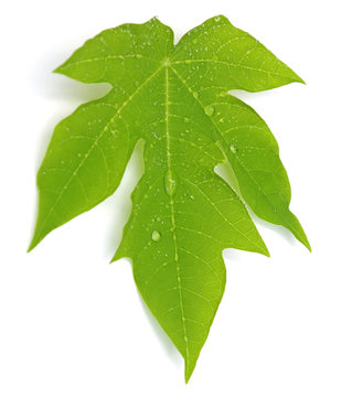 jeune feuille de papayer