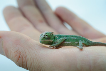 Baby Chamäleon auf einer Hand - obrazy, fototapety, plakaty