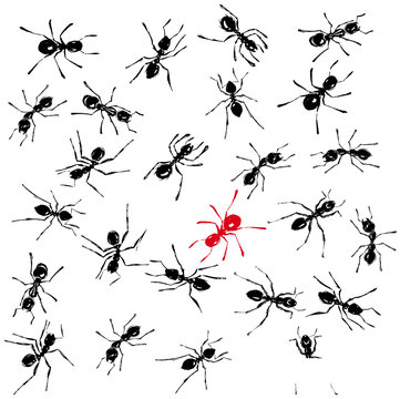 fourmis noir et rouge