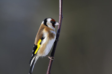goldfinch portrait
