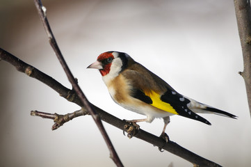 goldfinch portrait