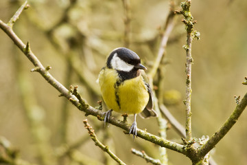 Obraz premium Irish Coal tit