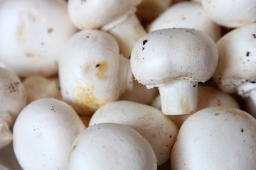champignon de paris,agaricus bisporus