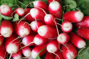 radis,raphanus sativus