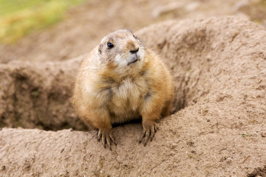 Prairie Dog