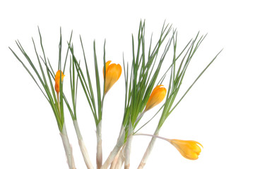 krokuss krokusse gelb weiß freigestellt frühling frühlingsboten