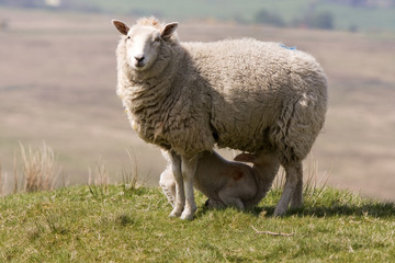 Fototapeta premium lamb being fed by mother