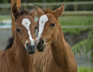 A pair of baby horses