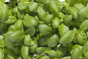 basil,food
