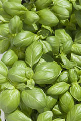 basil,food
