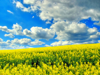 Obraz premium Clouds over the field of rape