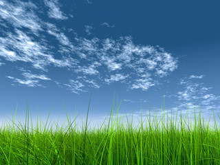 Obraz premium green grass over a blue sky with white clouds as background