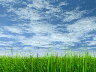 Fototapeta premium green grass over a blue sky with white clouds as background