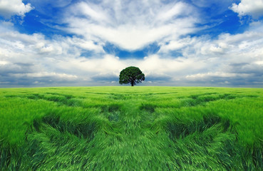 Tree in the endless field