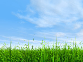 green grass over a blue sky with white clouds as background