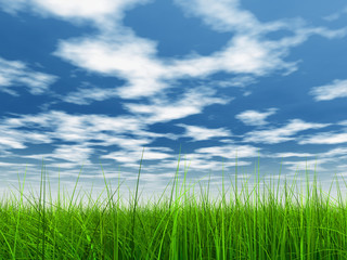 Fototapeta premium green grass over a blue sky with white clouds as background