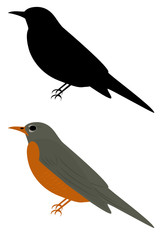 A red breasted robin